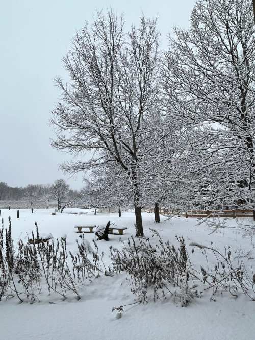 A snowy landscape featuring bare trees, a picnic table, and a blanket of fresh snow covering the ground.