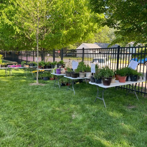 A row of tables displaying potted plants for sale, set in a grassy area with trees and a fence in the background.