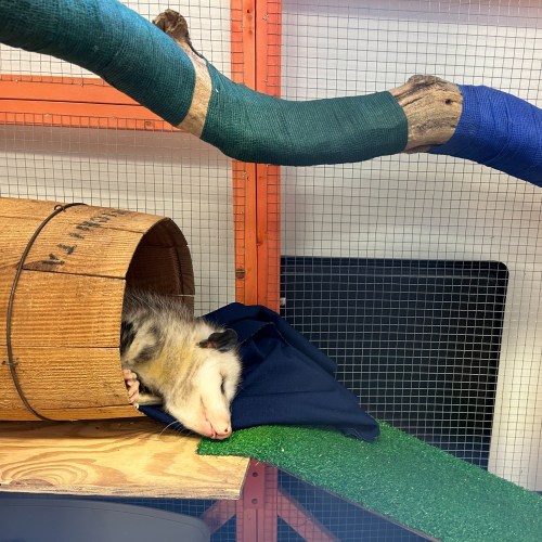 A sleeping opossum curled up inside a wooden barrel, with a cozy blanket and a branch above in a colorful enclosure.