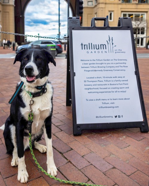 A black and white dog sits beside a sign for Trillium Garden on the Greenway, a brewery in Boston's Fort Point neighborhood.