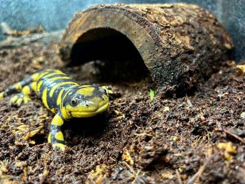 A yellow and black salamander resting on soil near a wooden hideout in its terrarium.