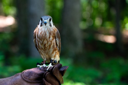 A close-up of a small bird perched on a gloved hand, surrounded by a blurred green forest background.