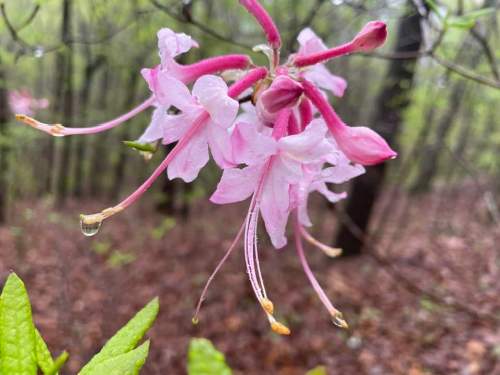 Delicate pink flowers with elongated petals, surrounded by green leaves, in a forest setting with soft rain droplets.
