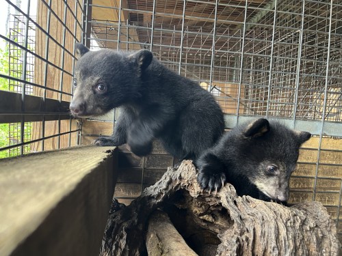 Two black bear cubs play inside a wooden enclosure, one climbing on a log while the other explores nearby.