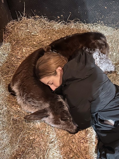 A person peacefully sleeping next to a brown animal on a bed of hay.