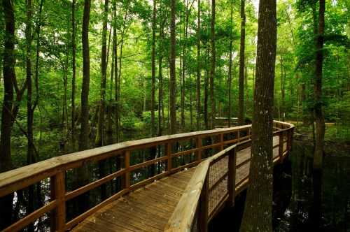 A winding wooden boardwalk through a lush green forest, surrounded by water and tall trees.