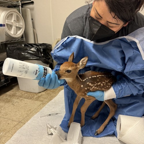 A person in protective gear holds a bottle, feeding a fawn in a clinical setting.