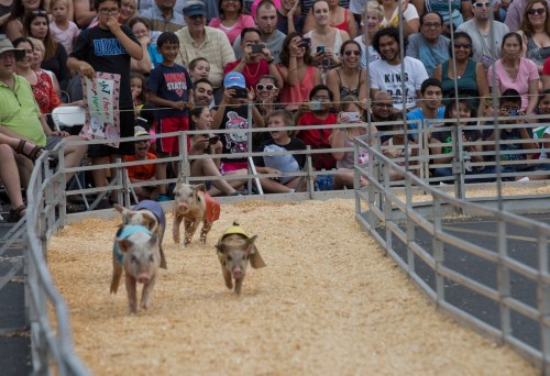 A lively crowd watches as pigs race in a small arena, with excited spectators capturing the moment on their phones.