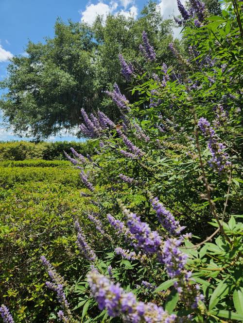 A vibrant scene featuring purple flowers in the foreground with a lush green tree and blue sky in the background.