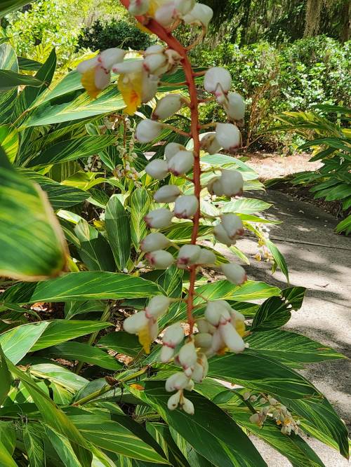 A cluster of white and pink flowers hanging from a red stem, surrounded by lush green foliage.