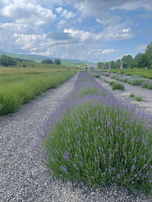 A scenic view of lavender fields with purple blooms, surrounded by green grass and a cloudy sky in the background.