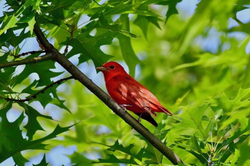 A vibrant red bird perched on a branch surrounded by green leaves.