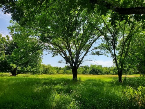 A lush green field with tall trees and bright blue sky, creating a serene and peaceful natural landscape.