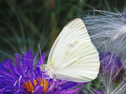 A white butterfly perched on a vibrant purple flower, surrounded by delicate wisps of plant fibers.