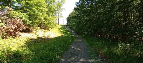 A gravel path winds through a lush green forest, with sunlight filtering through the trees.