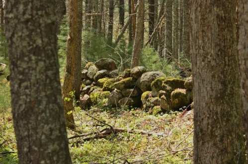 A moss-covered stone wall nestled among trees in a lush forest setting.
