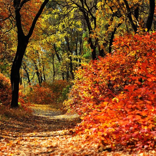 A scenic autumn pathway surrounded by vibrant orange and yellow foliage, with trees lining the trail.
