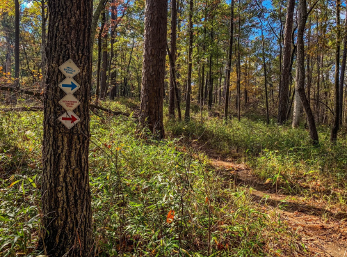 Trail markers on a tree in a wooded area, indicating directions for hikers amidst autumn foliage.
