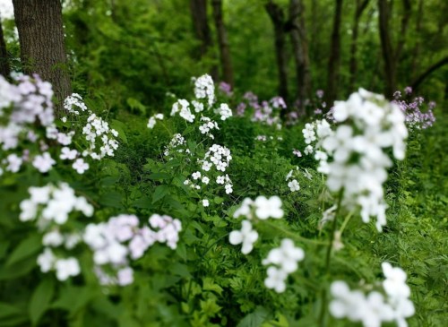 A lush green forest scene filled with clusters of white and purple wildflowers among vibrant foliage.