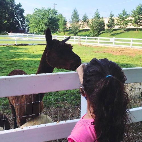 A child in a pink shirt interacts with a brown llama at a farm, with green trees and a fence in the background.