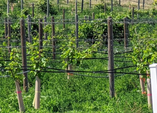 Vineyard rows with green grapevines growing on wooden posts, surrounded by lush grass.
