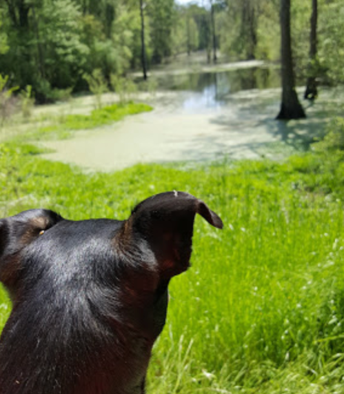 A dog gazes at a serene pond surrounded by lush greenery and trees on a sunny day.