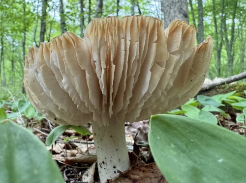 A large, fan-shaped mushroom with layered gills, surrounded by green leaves in a forest setting.