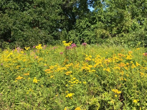 A vibrant field of yellow and purple wildflowers surrounded by lush green foliage under a clear blue sky.