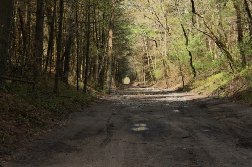 A dirt road stretches through a lush, green forest, lined with trees on either side, creating a serene, natural pathway.