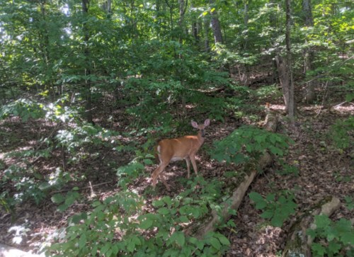 A deer stands among lush green foliage in a wooded area, surrounded by trees and fallen logs.