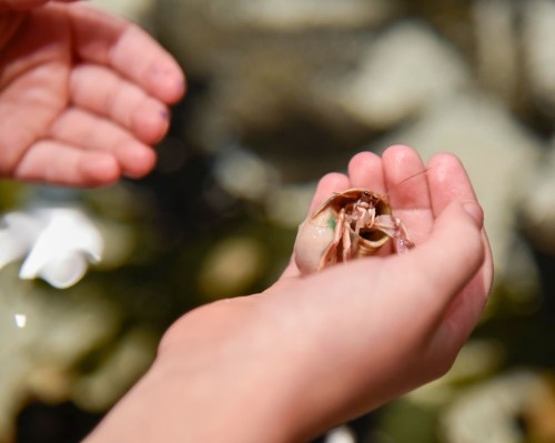 A child’s hands gently hold a small hermit crab above a shallow water surface.
