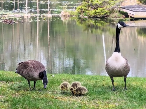 Two adult geese and four goslings are foraging on green grass near a calm pond surrounded by trees.