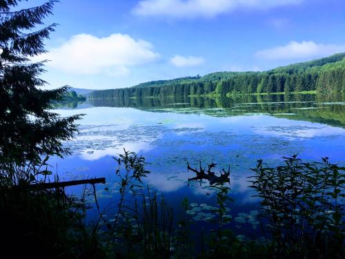 A serene lake surrounded by lush greenery, reflecting blue skies and clouds, with lily pads on the water's surface.