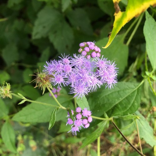 A cluster of delicate purple flowers surrounded by green leaves in a natural setting.