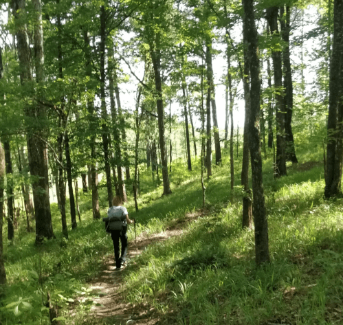 A person walking along a forest trail surrounded by tall trees and lush green foliage.
