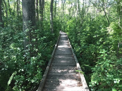 A wooden boardwalk winding through a lush green forest, surrounded by trees and dense foliage.