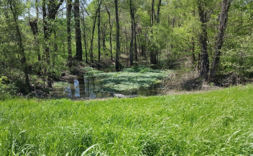 Lush green grass in the foreground with a serene pond surrounded by trees and water plants in a natural setting.