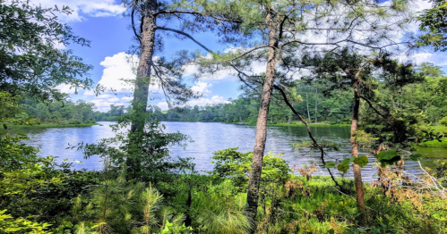 A serene lake surrounded by lush greenery and tall trees under a bright blue sky with fluffy clouds.