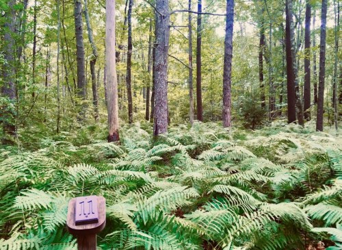 A serene forest scene with tall trees and lush green ferns, featuring a wooden marker labeled "11."