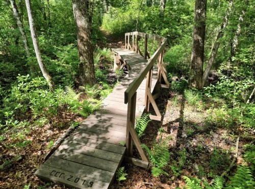 A wooden bridge spans a lush, green forest path surrounded by trees and ferns.
