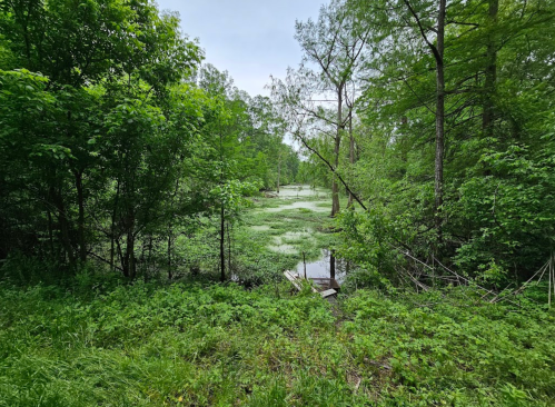Lush green landscape with trees and a serene pond covered in water plants, creating a tranquil natural scene.