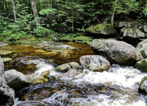 A serene stream flows over smooth rocks, surrounded by lush green foliage and trees in a tranquil forest setting.