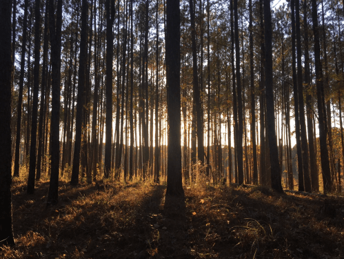 Sunlight filters through tall trees in a serene forest, casting long shadows on the ground.