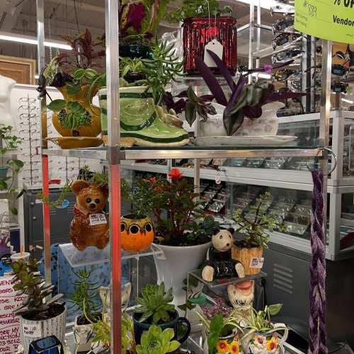 A display of various potted plants and decorative planters in a shop, featuring colorful designs and unique shapes.