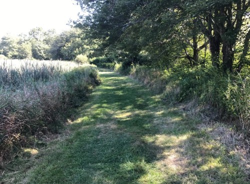 A grassy path winds through a lush, green landscape with trees and tall grasses on either side.