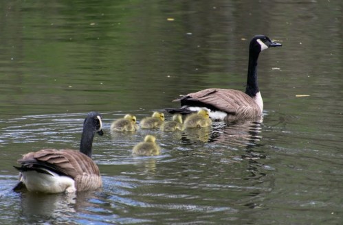 A pair of geese swimming in a pond, with six fluffy goslings following closely behind.