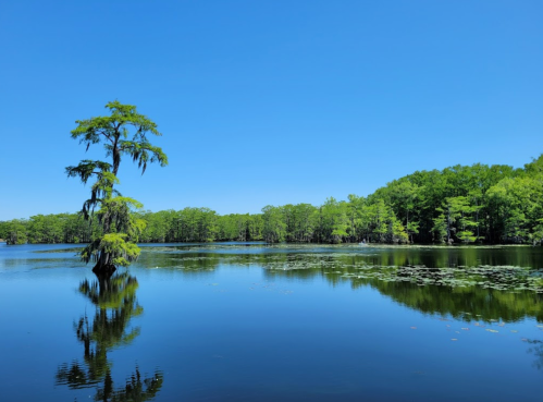 A serene lake scene with a lone tree, surrounded by lush greenery and a clear blue sky reflecting on the water.