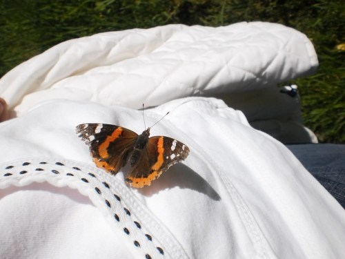 A butterfly with orange and black wings resting on a white shirt in a grassy outdoor setting.