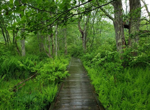A wooden path winds through a lush, green forest filled with ferns and trees, creating a serene natural setting.