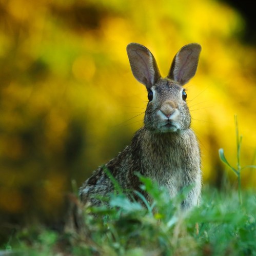 A close-up of a rabbit sitting in grass, with a blurred background of yellow and green foliage.